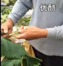 葡萄绿枝嫁接技术