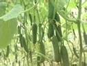 水果黄瓜栽培技术
