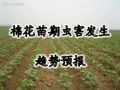 棉花苗期虫害防治