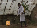 [农广天地]青线椒1号种植技术