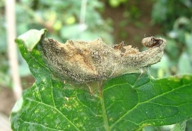 番茄灰霉病